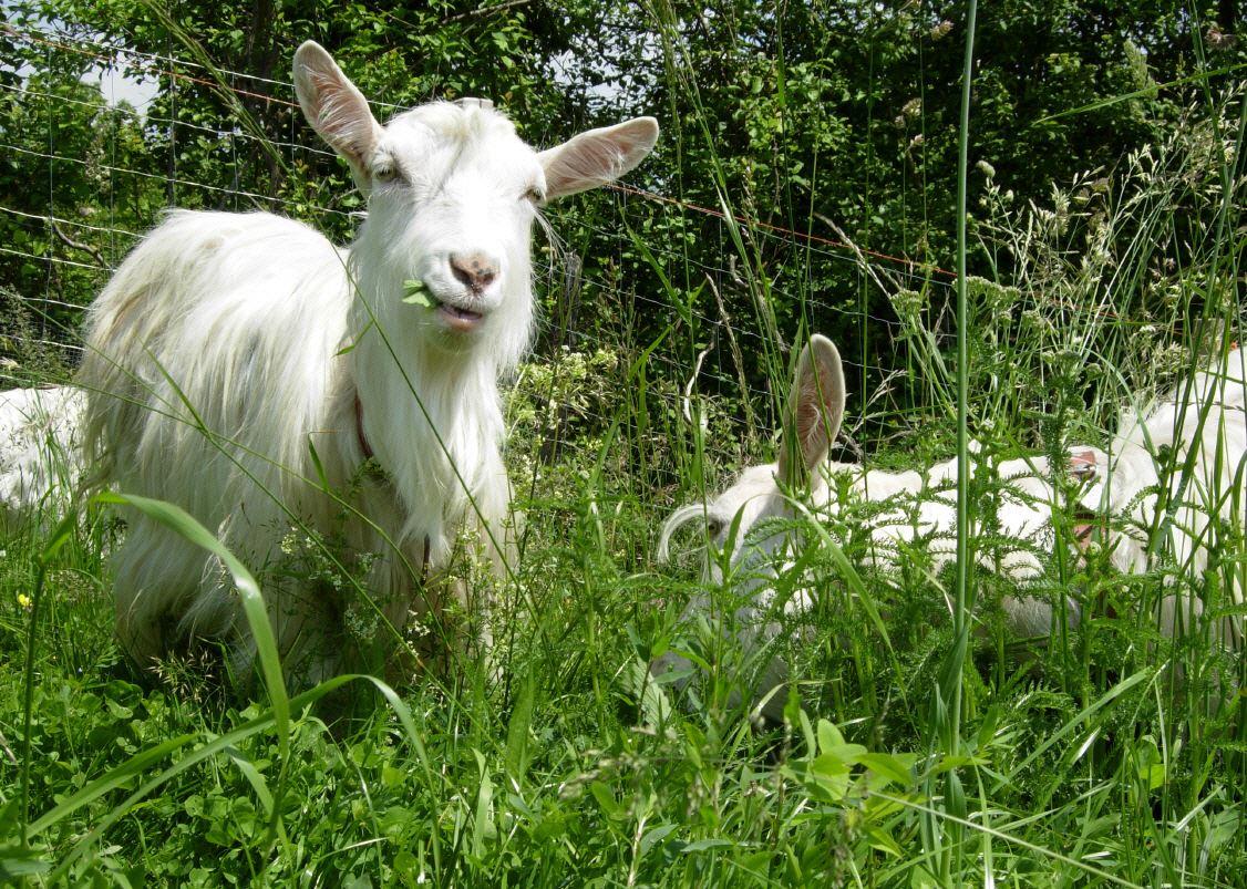 Unsere Appenzeller Ziegen