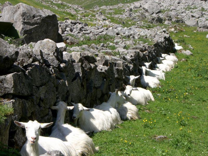 Fälenalp